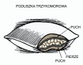 Przekrój poduszki 3-komorowej Luna puch Poldaun