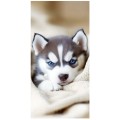 Ręcznik 100x180 plażowy Niebieskooki Husky