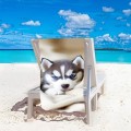 Ręcznik 100x180 plażowy Niebieskooki Husky